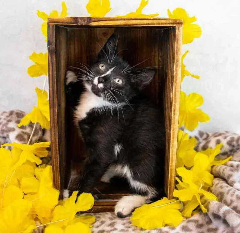 Hyacinth thumbnail 4