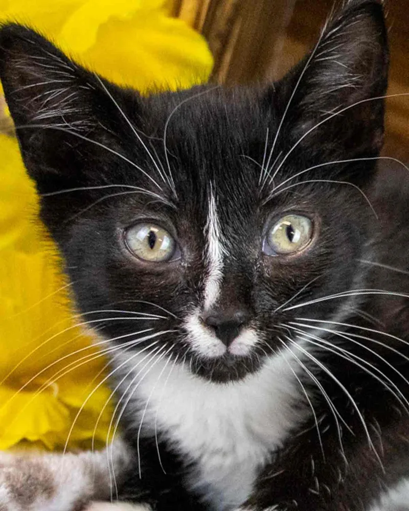 A baby medium-sized female Domestic Short Hair cat named Hyacinth for adoption in Kennesaw, GA