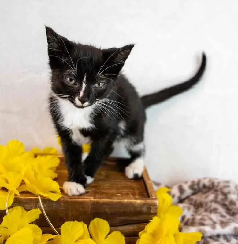 Hyacinth thumbnail 6