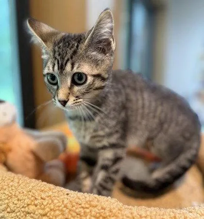 A young small-sized female Gray / Blue / Silver Domestic Short Hair cat named Kestrel for adoption in Midland, VA