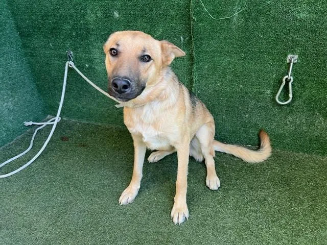 A young medium-sized female German Shepherd Dog dog named Jack for adoption in Lancaster, CA