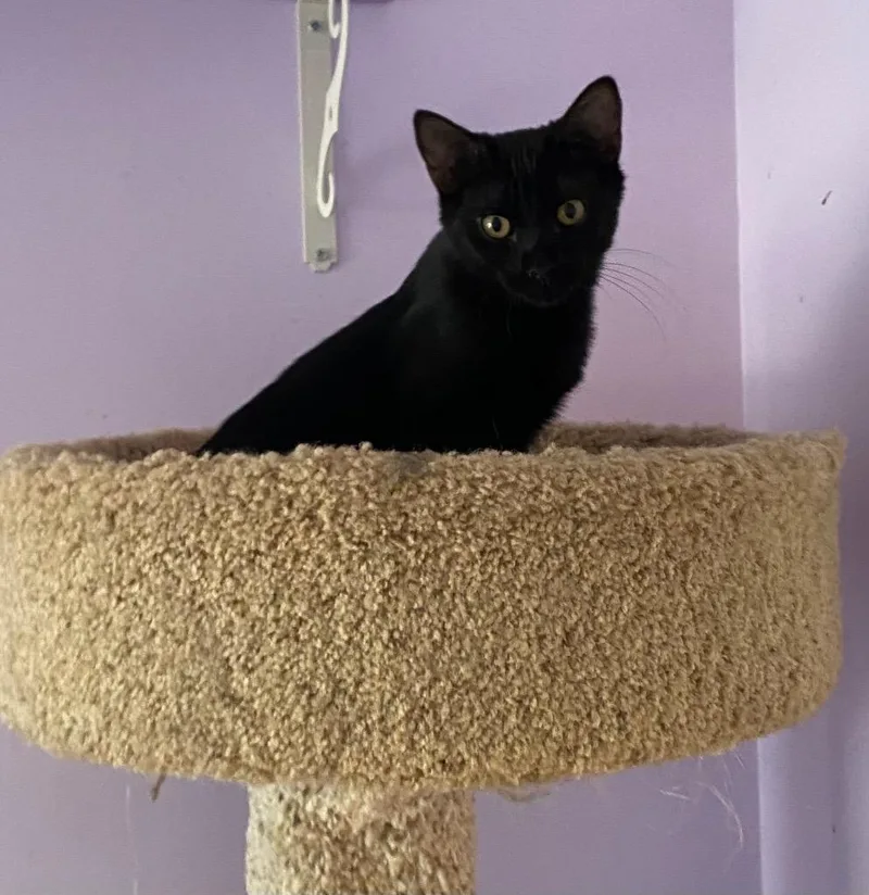 A baby medium-sized male Domestic Short Hair cat named Tuffy for adoption in Cumming, GA