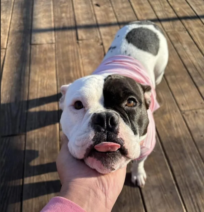 Sweet Tee thumbnail 2