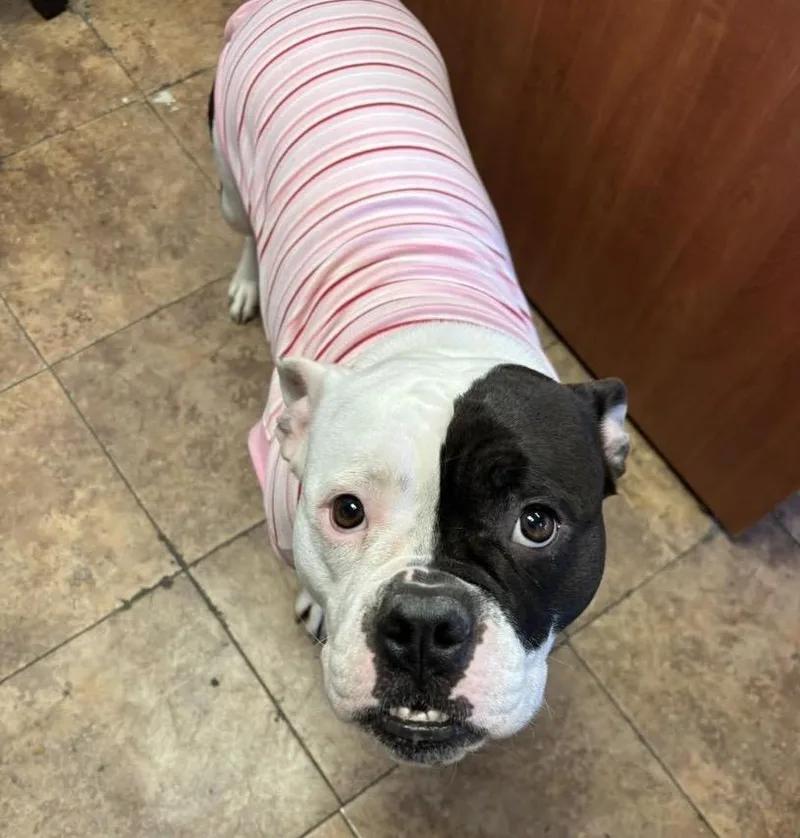 Sweet Tee thumbnail 3