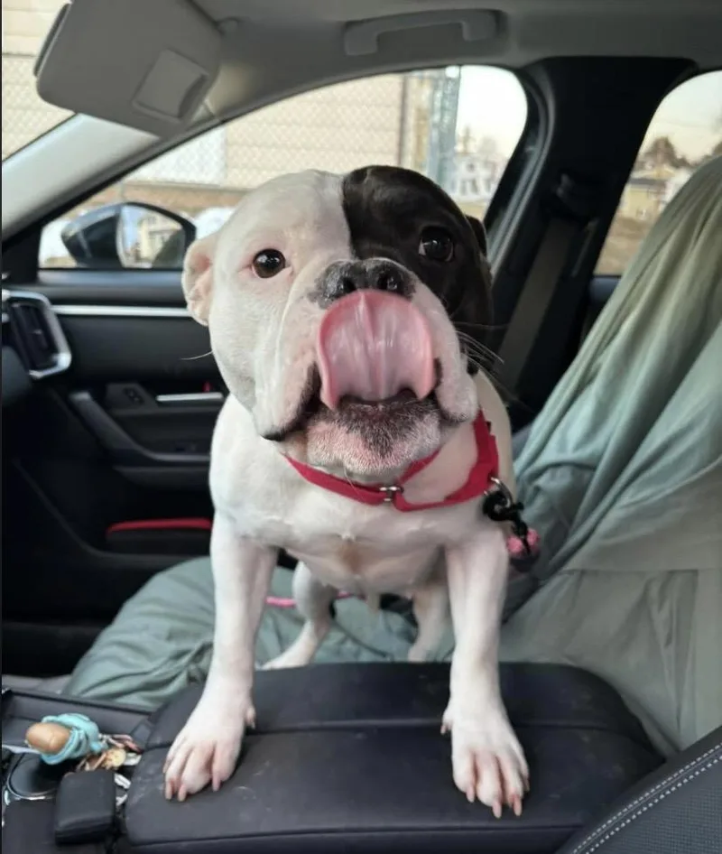 Sweet Tee thumbnail 4