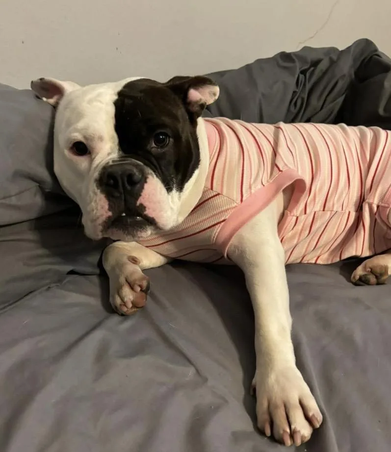 Sweet Tee thumbnail 5