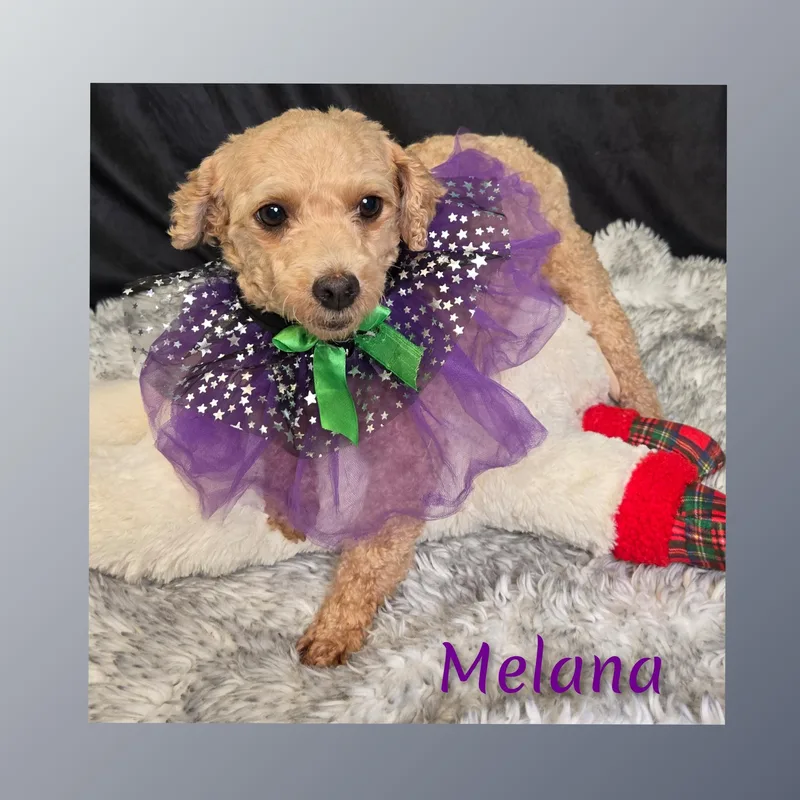 Milana thumbnail 3