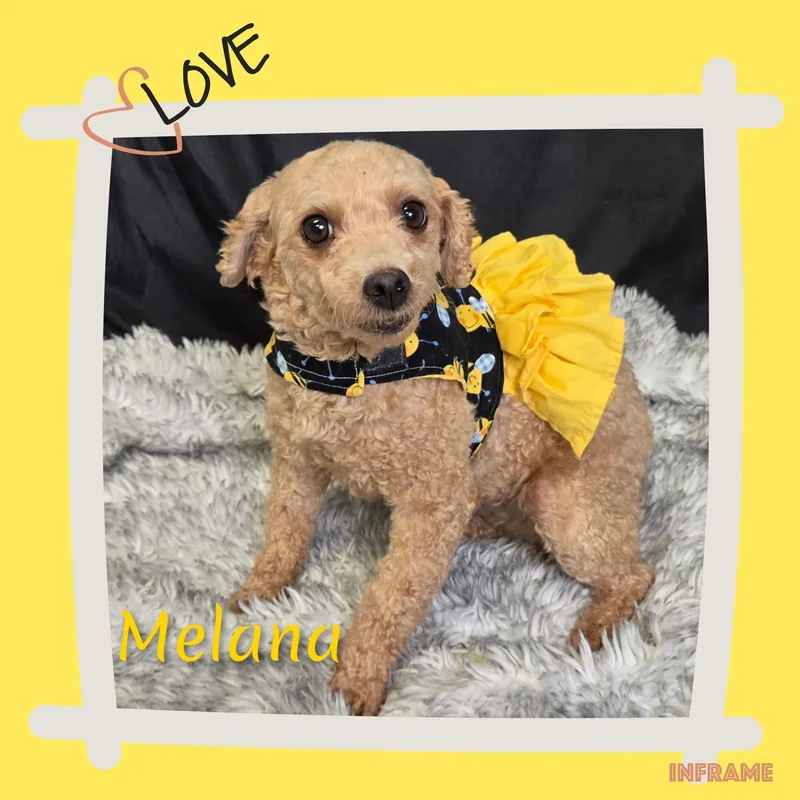Milana thumbnail 5