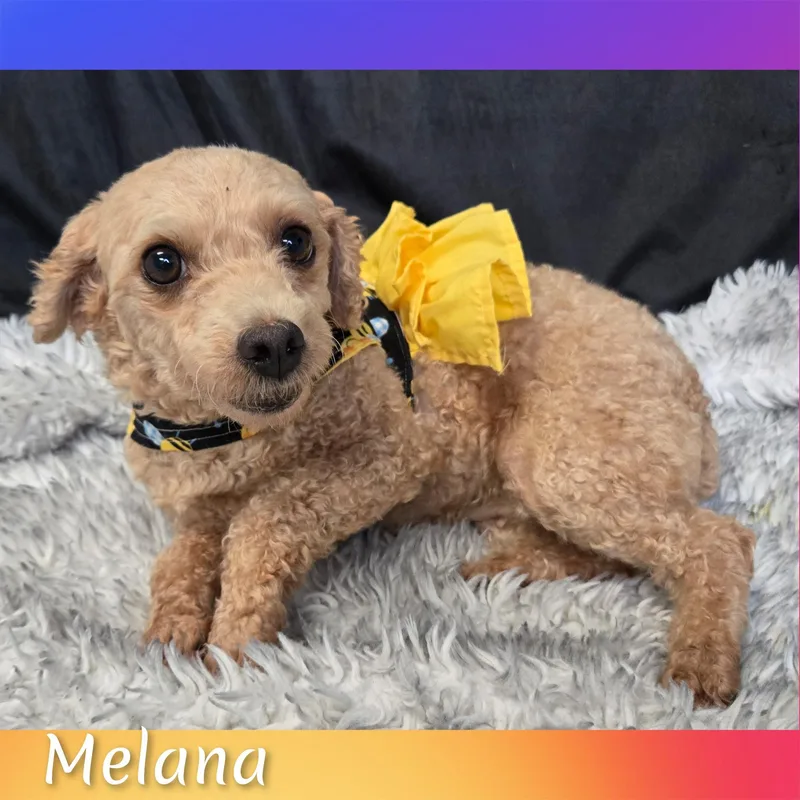 Milana thumbnail 6