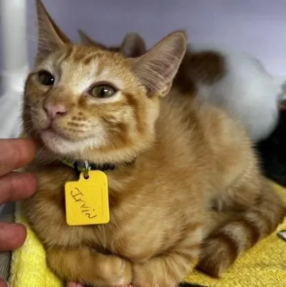 A baby medium-sized male Tabby (Orange / Red) Tabby cat named Irvin Fun and for adoption in Hoquiam, WA