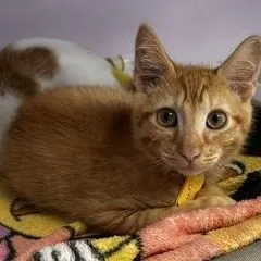 Irvin  Fun and thumbnail 2