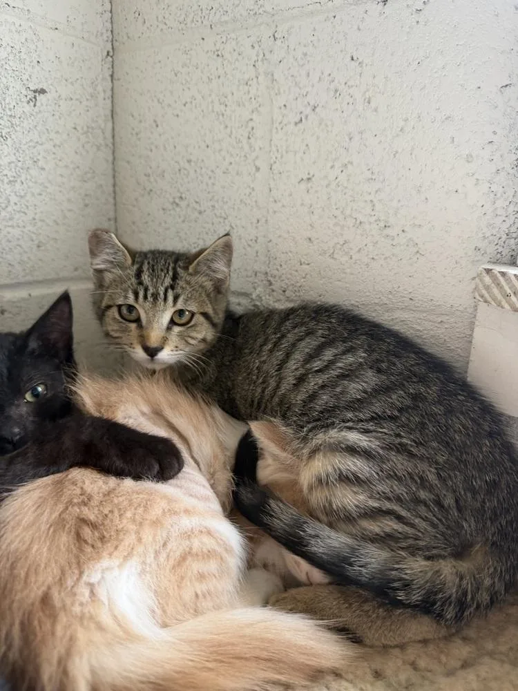 A young small-sized male Tabby (Brown / Chocolate) Domestic Short Hair cat named Sammy for adoption in Ontario, CA