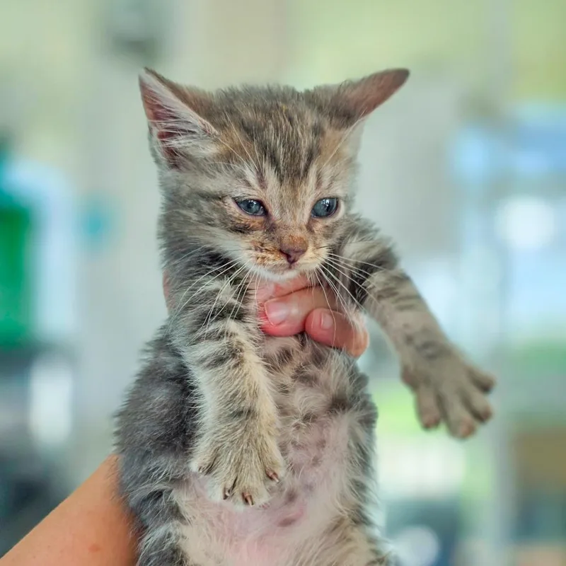 A baby small-sized female Gray / Blue / Silver Domestic Short Hair cat named Spatula for adoption in Chapel Hill, NC