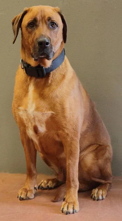 Finn