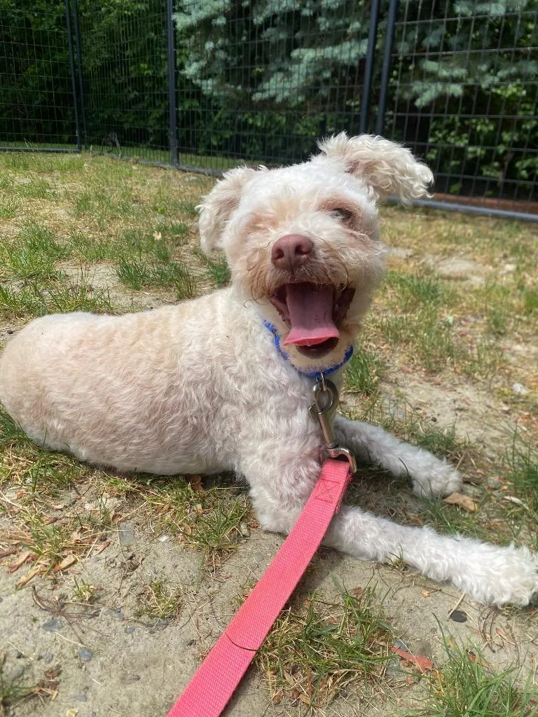 An adult medium-sized female Poodle dog named Jesse for adoption in Fall River, MA