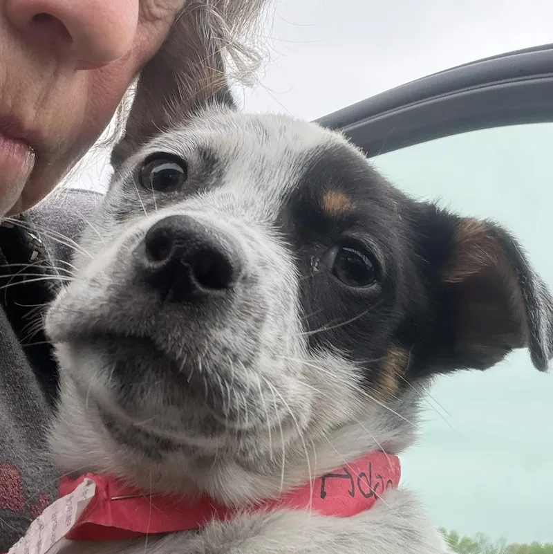 A young medium-sized male Merle (Blue) Australian Cattle Dog / Blue Heeler dog named Pepper Jack for adoption in West Grove, PA