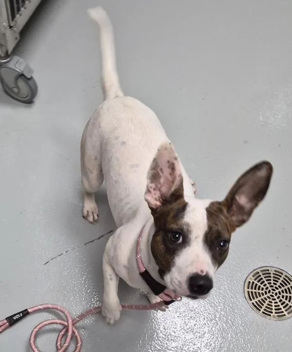 An adult medium-sized female Staffordshire Bull Terrier dog named Pen for adoption in Lawrenceville, GA