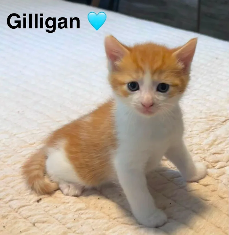A baby small-sized male Orange & White Domestic Short Hair cat named Gilligan for adoption in Beckley, WV