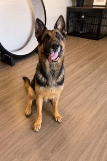 A young large-sized female German Shepherd Dog dog named Adah for adoption in Paducah, KY