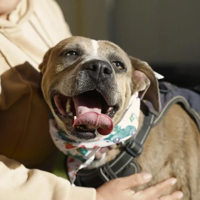 An adult medium-sized female American Staffordshire Terrier dog named Frida for adoption in San Antonio, TX