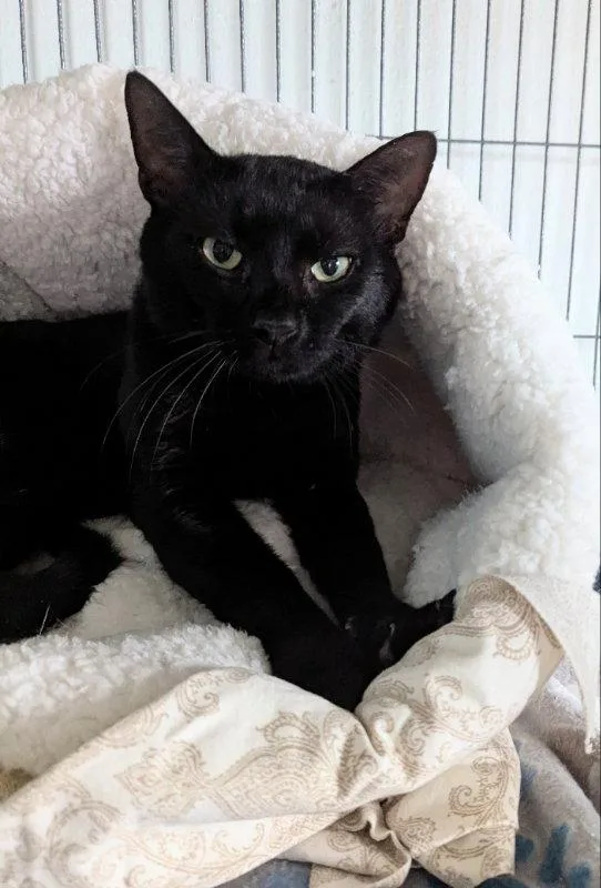 An adult medium-sized male Black Domestic Short Hair cat named Berlioz for adoption in Ocala, FL