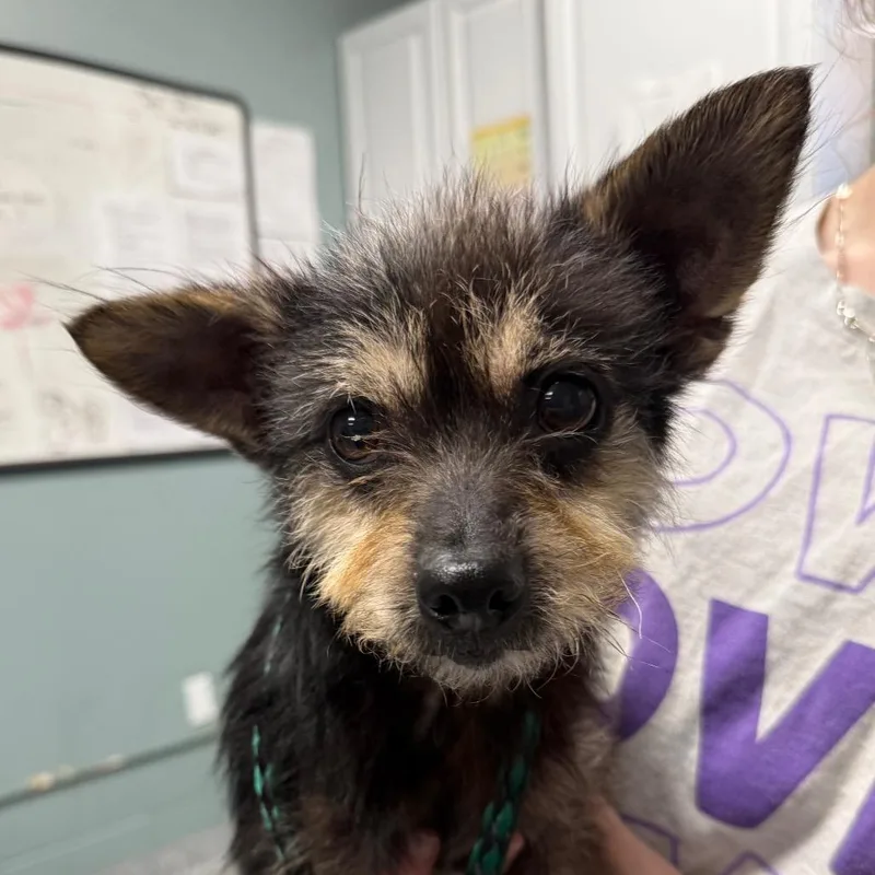 A senior small-sized female Black Terrier dog named Mary Kate for adoption in Greenville, SC