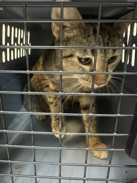A young medium-sized female Domestic Short Hair cat named Rhyne for adoption in Rome, GA