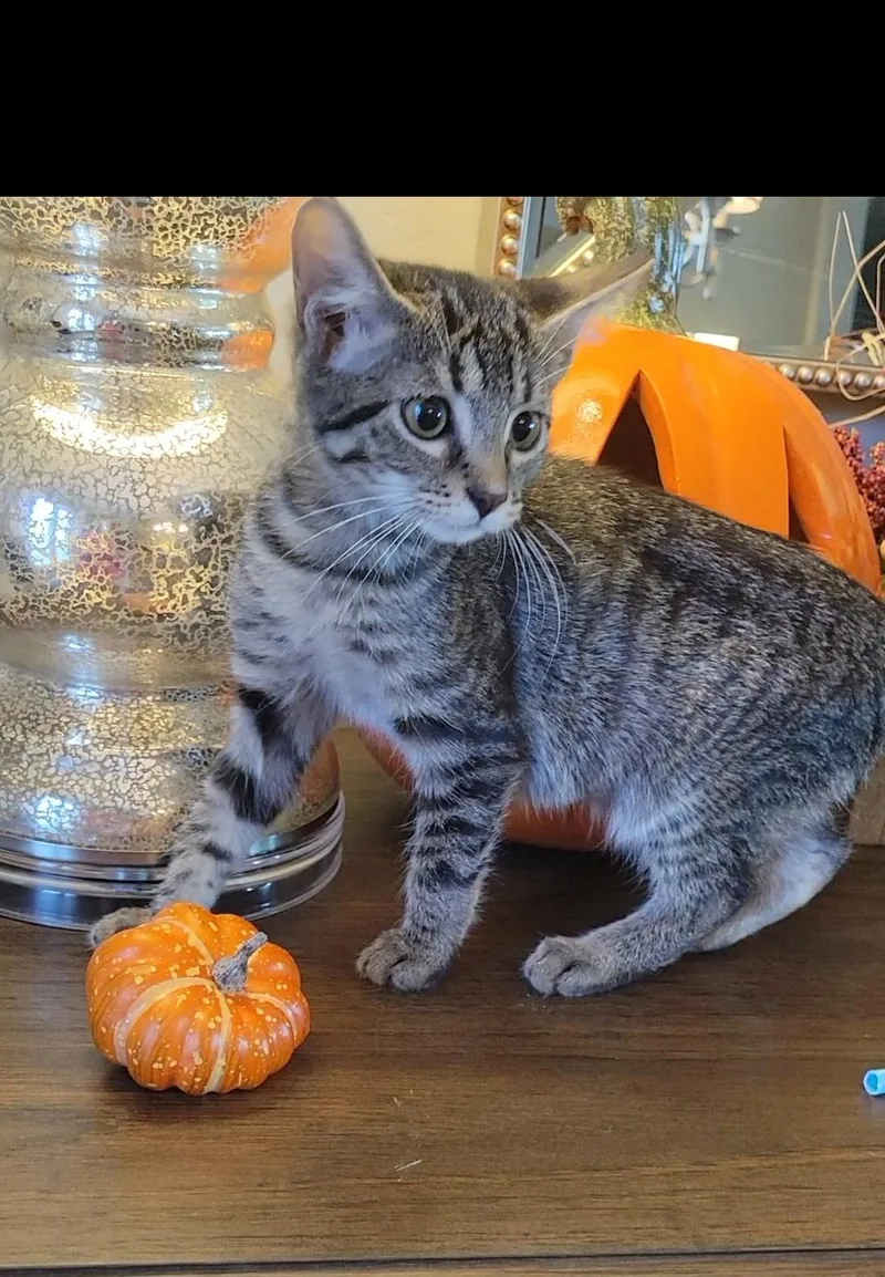 A baby medium-sized female Domestic Short Hair cat named Cadiz for adoption in Litchfield Park, AZ
