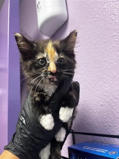 A baby small-sized female Black Domestic Short Hair cat named 61081234 for adoption in El Paso, TX