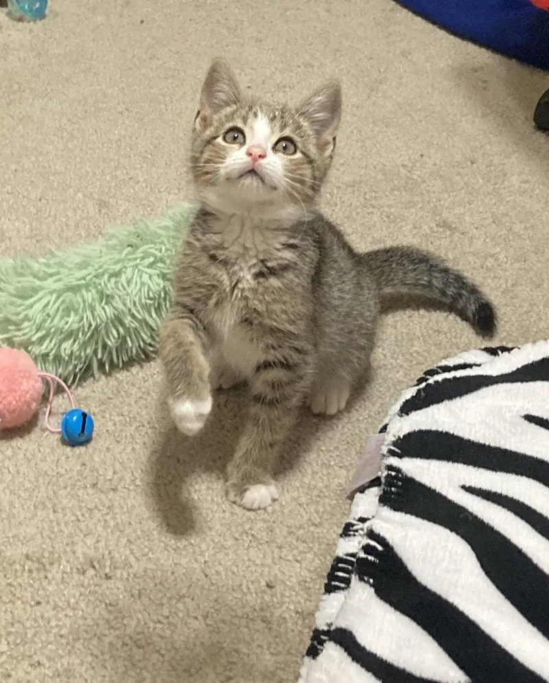 A baby small-sized female Tabby cat named Denali for adoption in Stone Mountain, GA