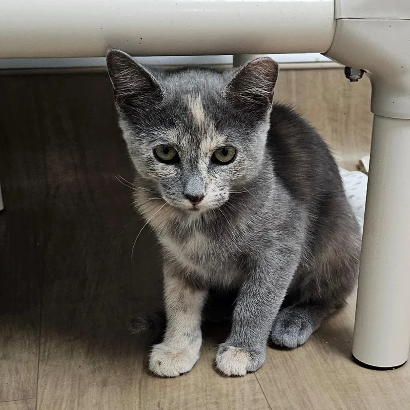 A baby small-sized female Domestic Short Hair cat named Aurora for adoption in Oneonta, NY