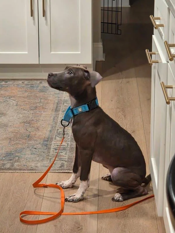 A baby small-sized female Pit Bull Terrier dog named White Cheddar Puff for adoption in Millersville, MD