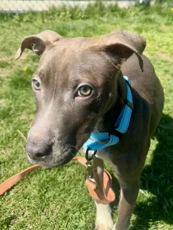 White Cheddar Puff thumbnail 2