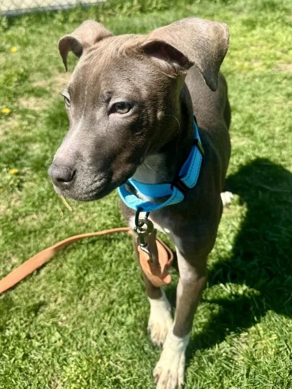 White Cheddar Puff thumbnail 3