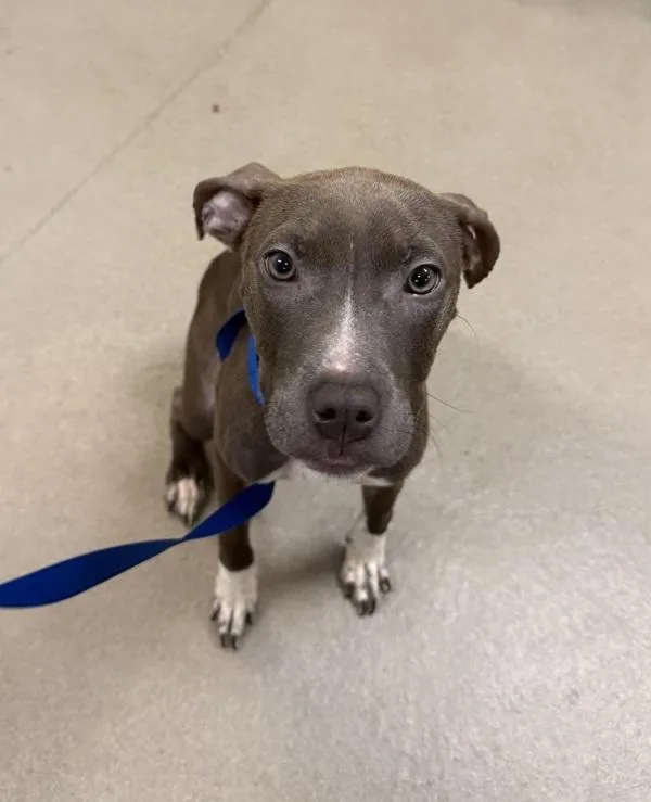 White Cheddar Puff thumbnail 4