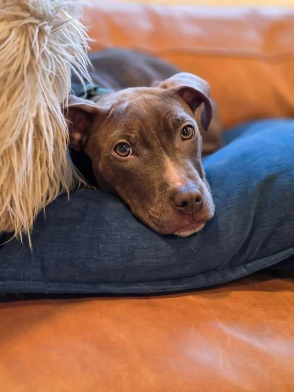 White Cheddar Puff thumbnail 5