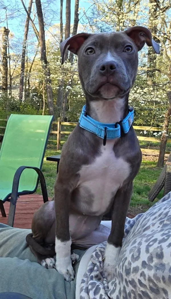 White Cheddar Puff thumbnail 6