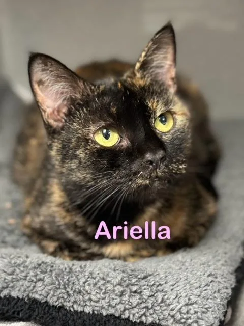A young medium-sized female Domestic Short Hair cat named Ariella for adoption in New Bern, NC