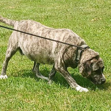 Jellyroll thumbnail 5