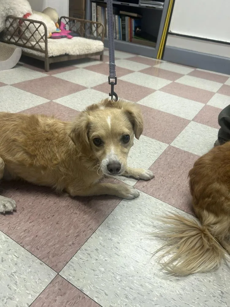 An adult medium-sized female White / Cream Terrier dog named Shay for adoption in Ontario, CA