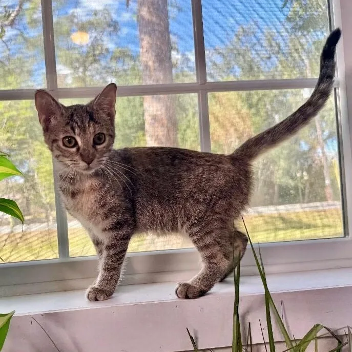 A young medium-sized female Tabby (Brown / Chocolate) Tabby cat named Luna Lopez for adoption in Friendswood, TX