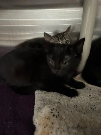 A baby small-sized female Domestic Medium Hair cat named Iris for adoption in Missoula, MT