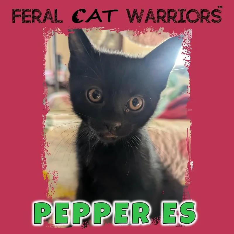 A baby small-sized male Black Domestic Short Hair cat named Pepper Es for adoption in Kingman, AZ