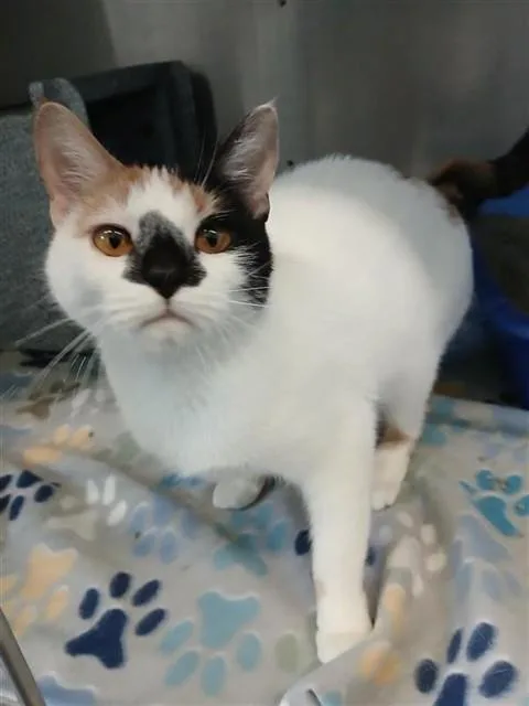 A young medium-sized female Domestic Short Hair cat named Masquerade for adoption in Corpus Christi, TX