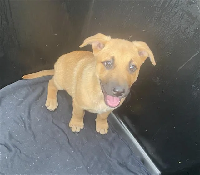A baby large-sized female Mixed Breed dog named Browny for adoption in Dallas, TX