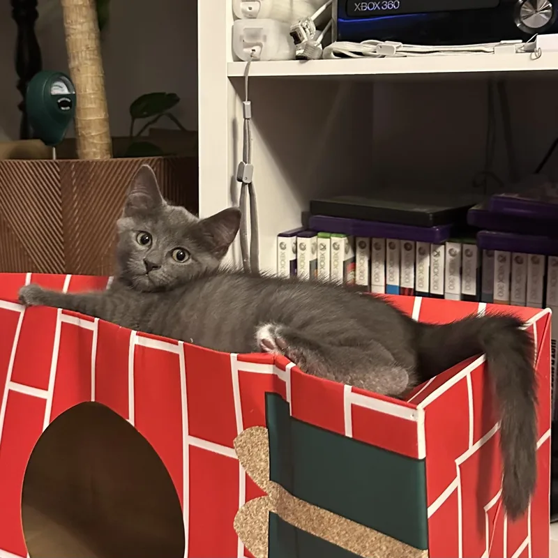 A baby small-sized male Gray / Blue / Silver Domestic Short Hair cat named Double Bogey for adoption in Richmond, VA