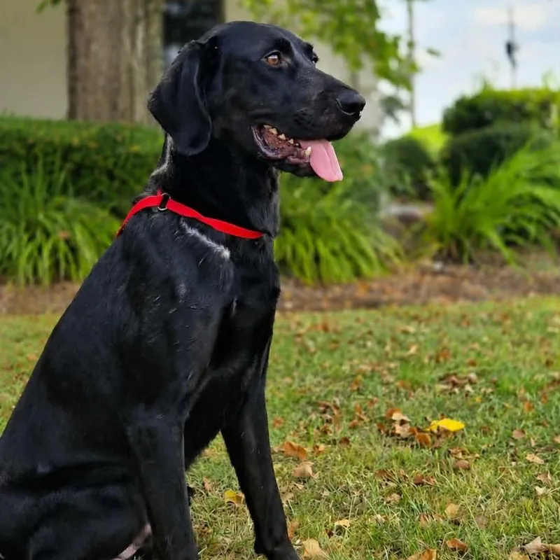A young large-sized male Black Mixed Breed dog named Vader for adoption in Buffalo, MN
