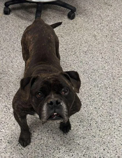 A senior medium-sized male Black Pit Bull Terrier dog named Harvey for adoption in Kansas City, MO