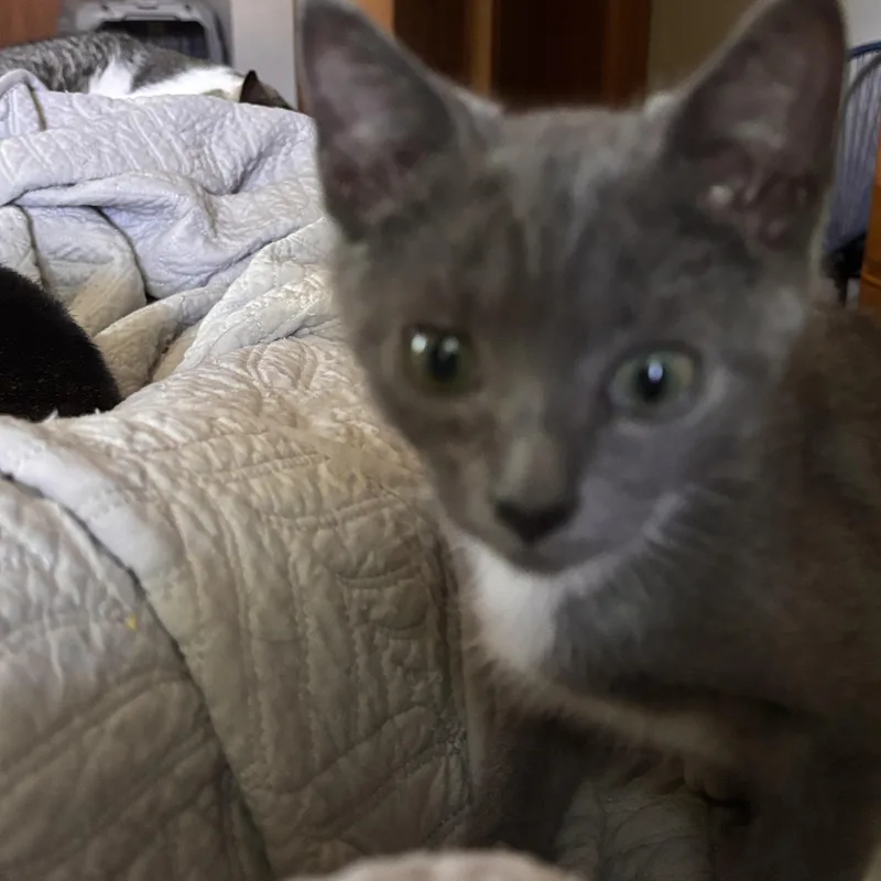 A baby small-sized male Domestic Short Hair cat named Dean and Tristan for adoption in Melrose, MA