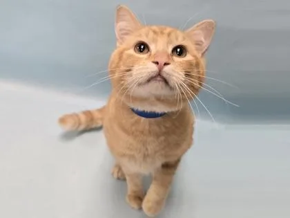 An adult small-sized male Domestic Short Hair cat named Theodore for adoption in Coon Rapids, MN